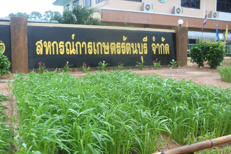 สหกรณ์การเกษตรรัตนบุรี จำกัด ร่วมกับบริษัทบางจากแจกพืชผักสวนครัวตามฤดูกาล