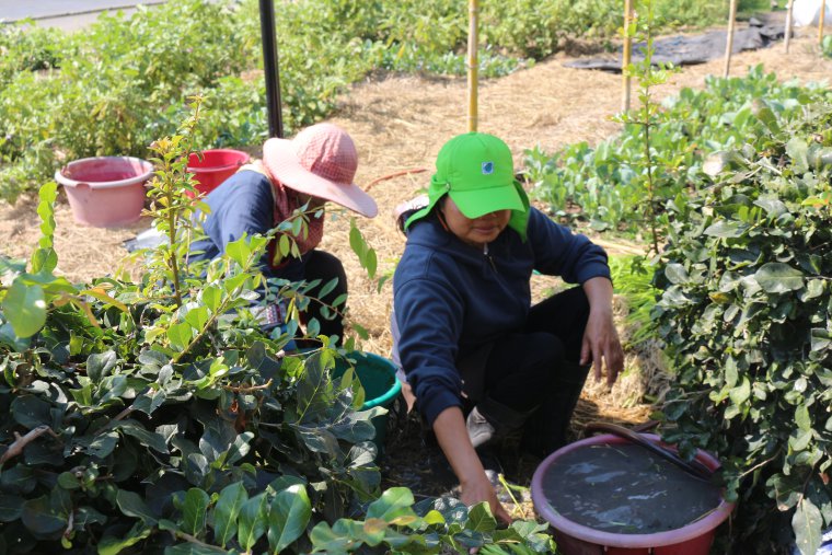 สหกรณ์การเกษตรรัตนบุรี จำกัด แจกพืชผักสวนครัวตามฤดูกาล ให้กับประชาชนที่มาใช้บริการเติมน้ำมัน